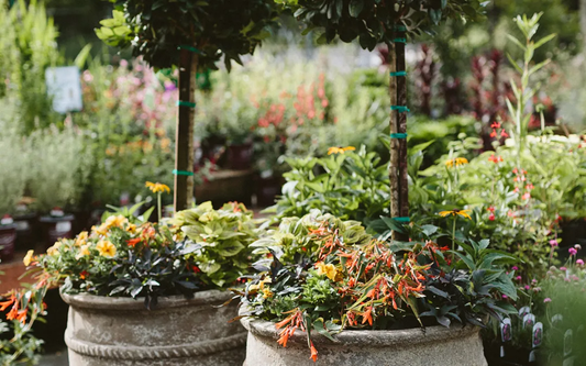 Seeds for Container Gardening