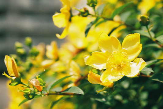 how to start indoor plants
