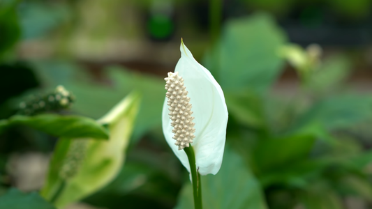 Houseplants with Beautiful Flowers