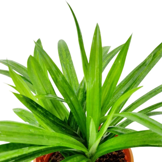 Pandanus amaryllifolius