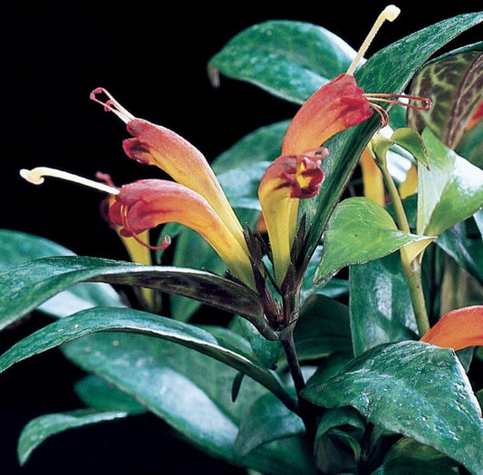 The Ultimate Guide to Caring for Your Black Pagoda Lipstick Plant