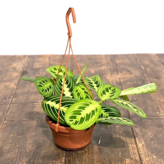 Lemon Lime Maranta Toxicity