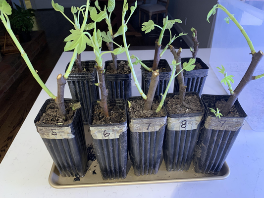 How to Grow Fruit Plants from Cuttings
