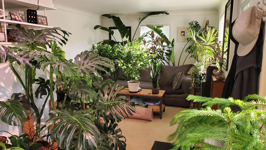 How to Care for Houseplants During Winter