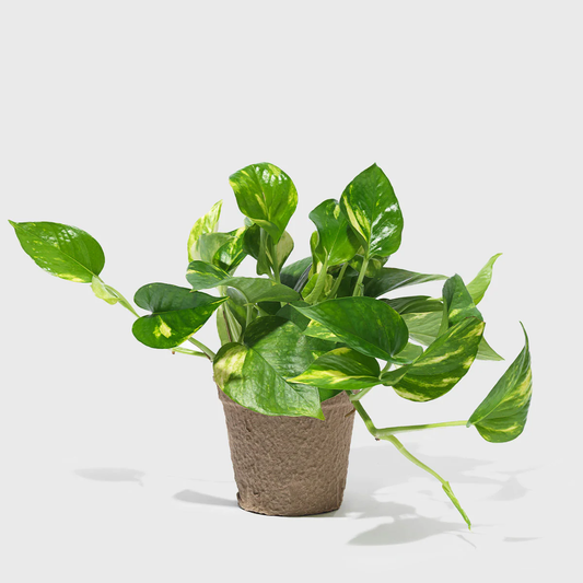 A Quick Rundown: Golden Pothos