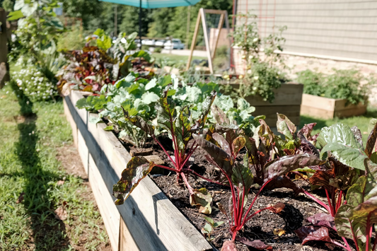 edible plants for small gardens