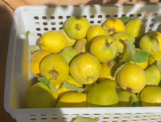Caring for Quince Trees