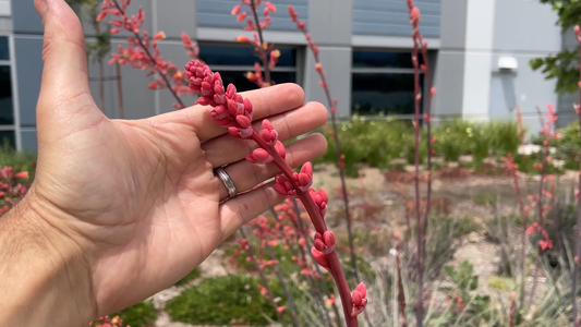 Native Plants for Drought-Tolerant Gardens