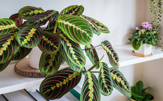 Soil Requirements for Lemon Lime Maranta