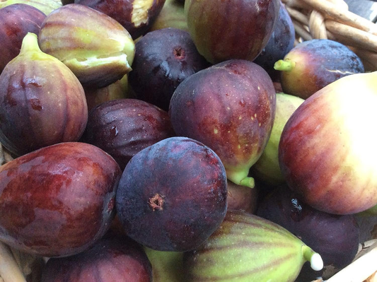Everything You Need to Know About Ordering Brown Turkey Fig Trees Online