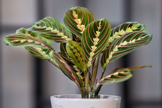 Advice on Maranta Plant Growing: Prayer Plant Care