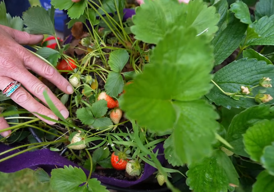 How to Grow Strawberries Vertically