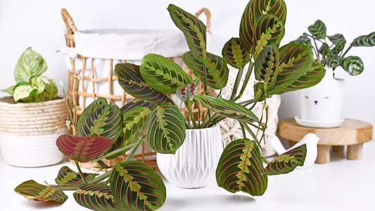 Repotting Lemon Lime Maranta