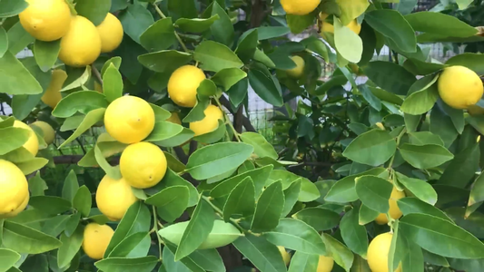 How to Grow a Lime Tree