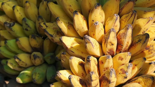 Best Practices for Growing Bananas