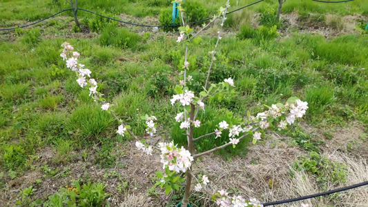 How to Prune Apple Trees