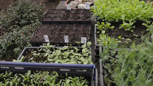 Container Gardening Ideas for Small Spaces