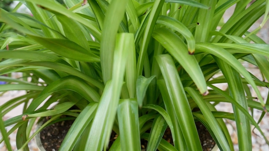 How to Care for Spider Plants