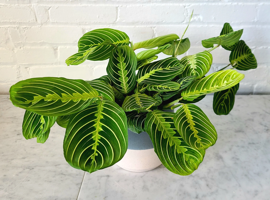 Watering Lemon Lime Maranta