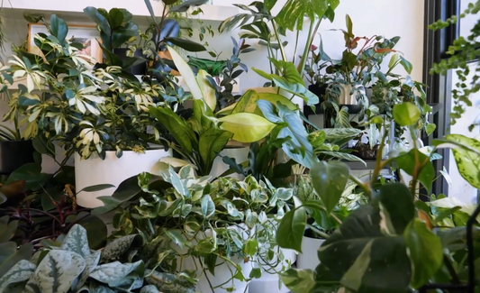 Small Houseplants for Limited Spaces