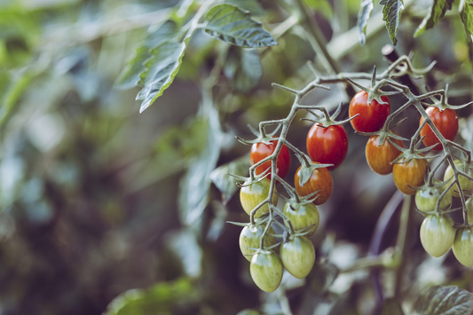 Quick & Simple: Top Easy Seeds to Grow in Your Backyard