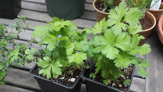How to Grow a Kitchen Herb Garden