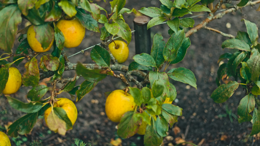 Gardening FAQs for Beginners
