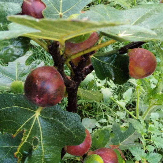 Container Growing Brown Turkey Figs