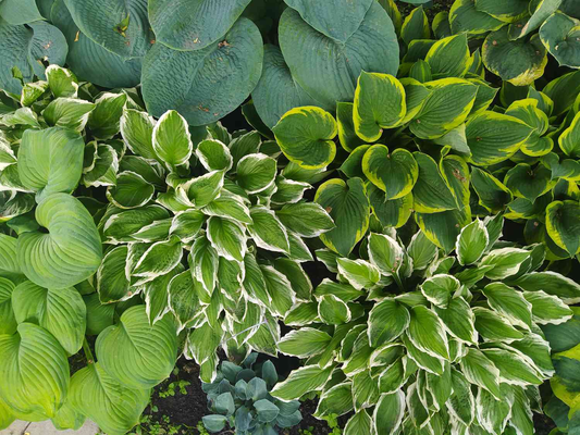 Hardy Outdoor Plants: Your Solution for a Thriving Garden in Any Season