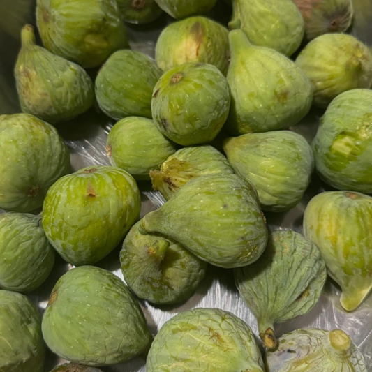 Propagating Brown Turkey Fig Trees