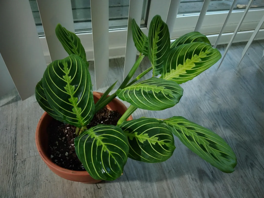 Lemon Lime Maranta Fertilization Guide