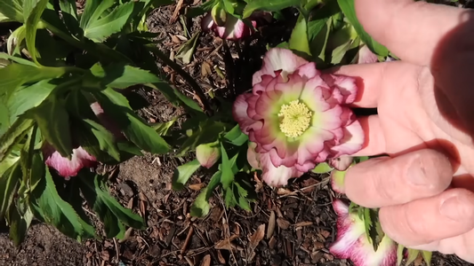 Perennial Plants for Low-Maintenance Gardens