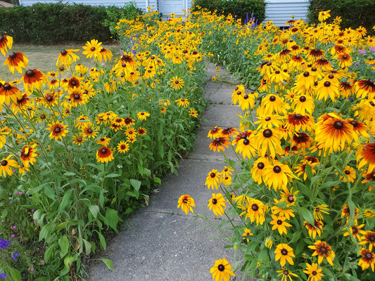 Buy Perennial Plants for Borders