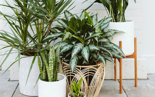 Low-Light Houseplants
