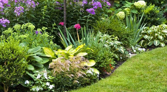 Low Maintenance Outdoor Plants
