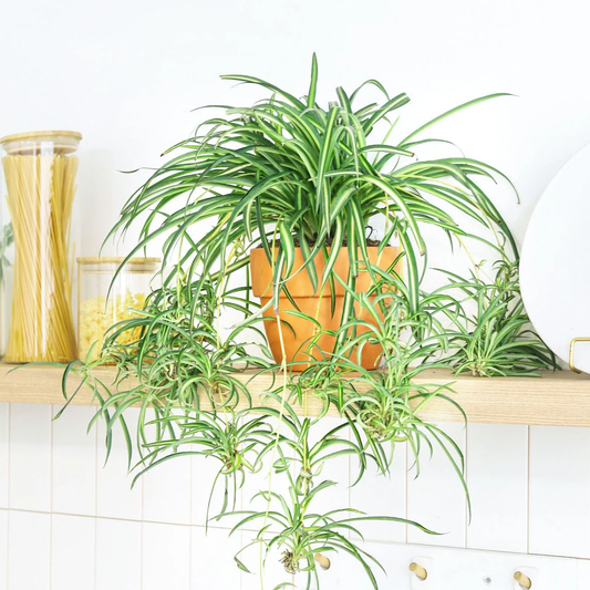 Handbook for Maintenance of Spider Plants (Chlorophytum Comosum)