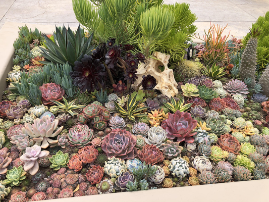 How to Create a Succulent Garden