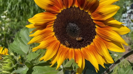 Best Flowering Plants for Bees