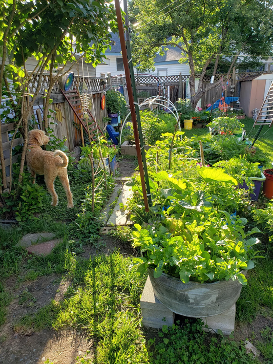 Gardening on a Budget