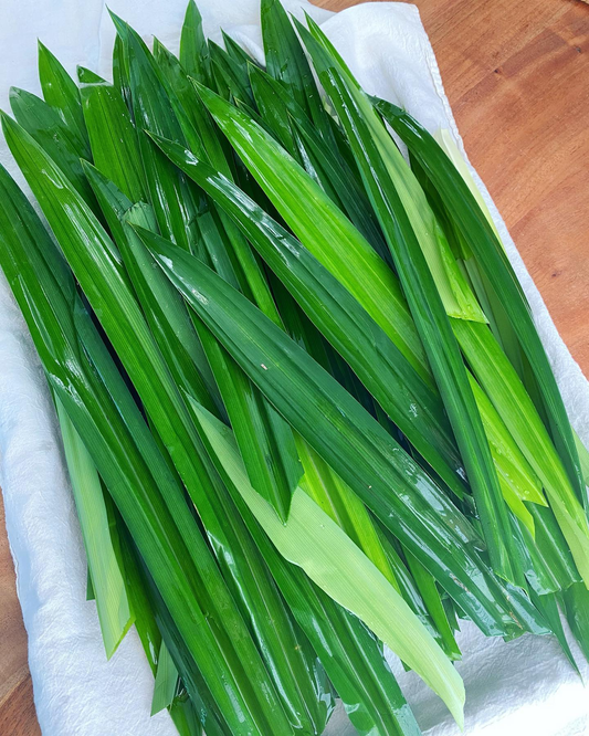 Pandanus amaryllifolius
