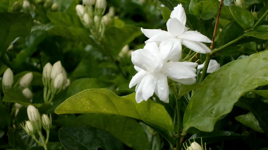 Houseplants for Improved Mood