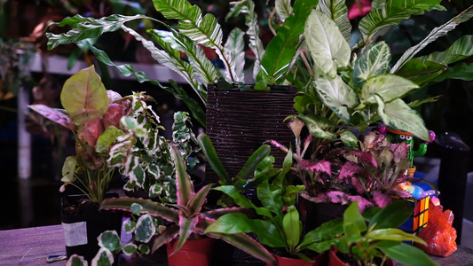 How to Care for Terrarium Plants