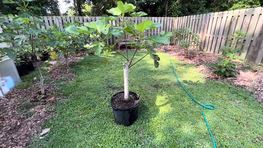 Growing Figs in Containers