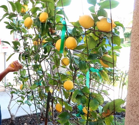 Caring for a Lemon Tree in Pots