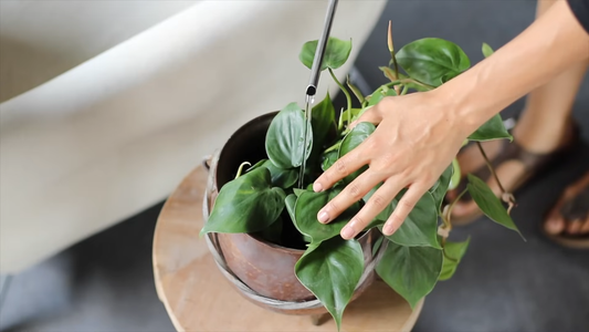 Indoor Plant Care Tips for Beginners