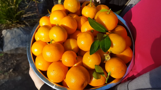 How to Plant a Fruit Tree in the Backyard