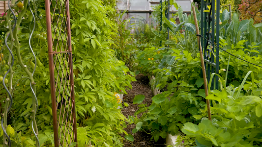 How to Start a Vegetable Garden from Scratch