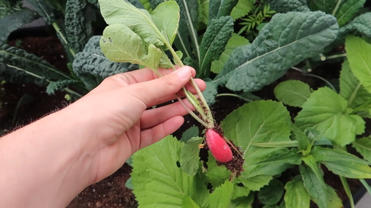 How to Grow a Garden in an Apartment