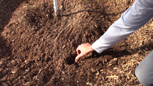How to Transplant Fruit Trees
