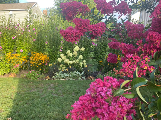 Best Trees for Landscaping